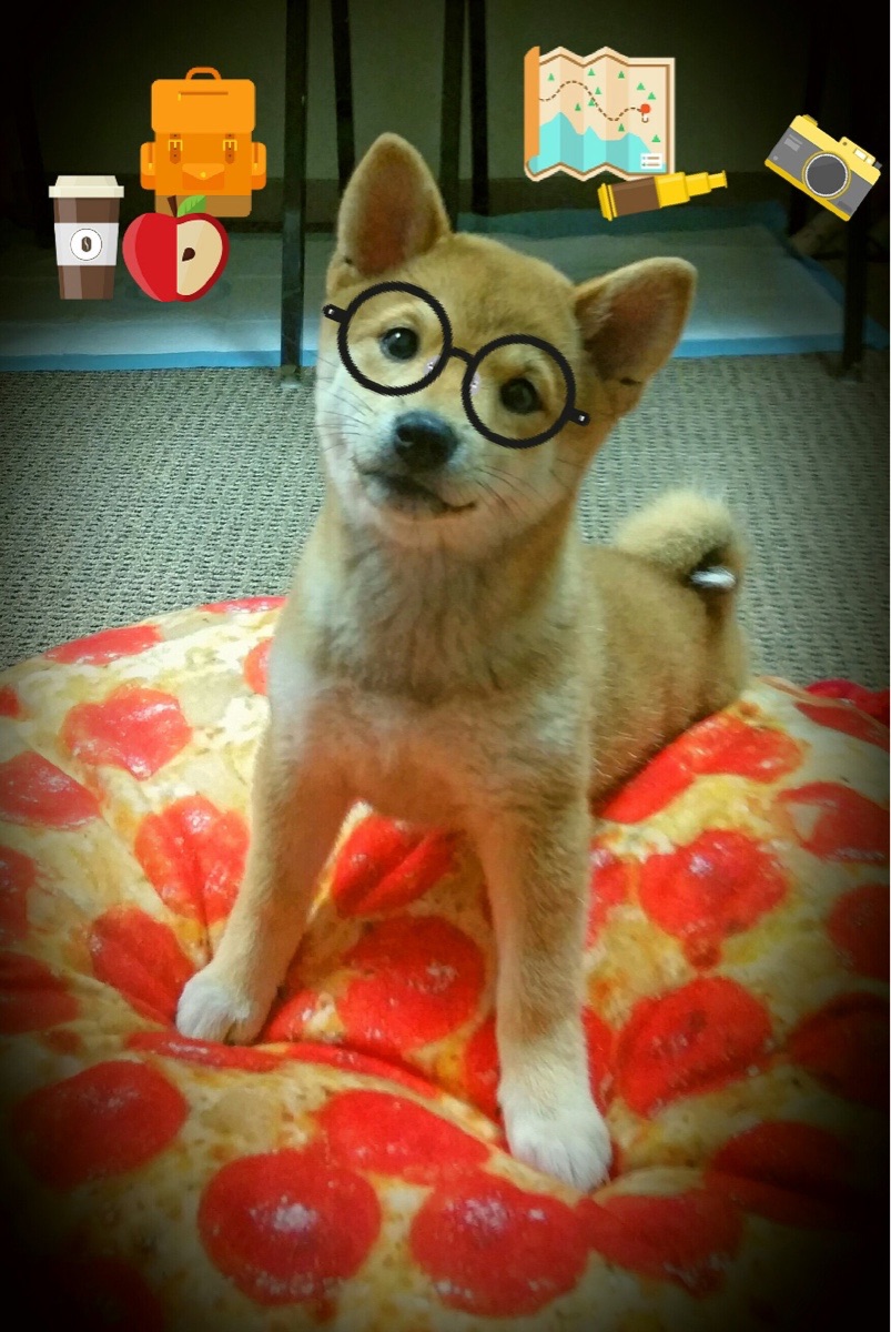 WRC比赛精彩回放:不容错过的瞬间集锦,哪里看wrc比赛