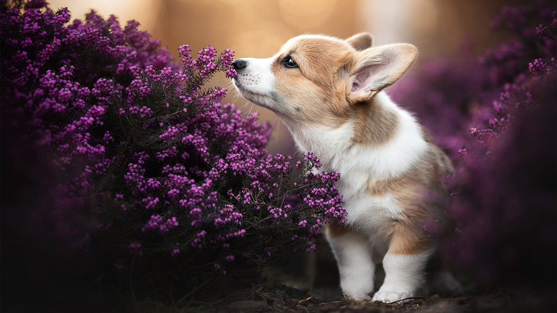 NBA历史上的最强阵容:如果你是主帅会怎么排?,nba历史最强的十支球队