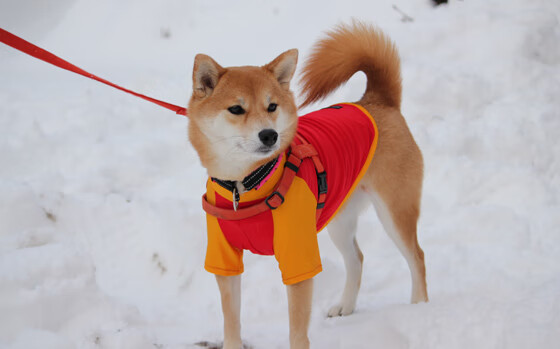 “意甲冲刺圈不断扩大,争夺欧战资格”,意甲抢断榜