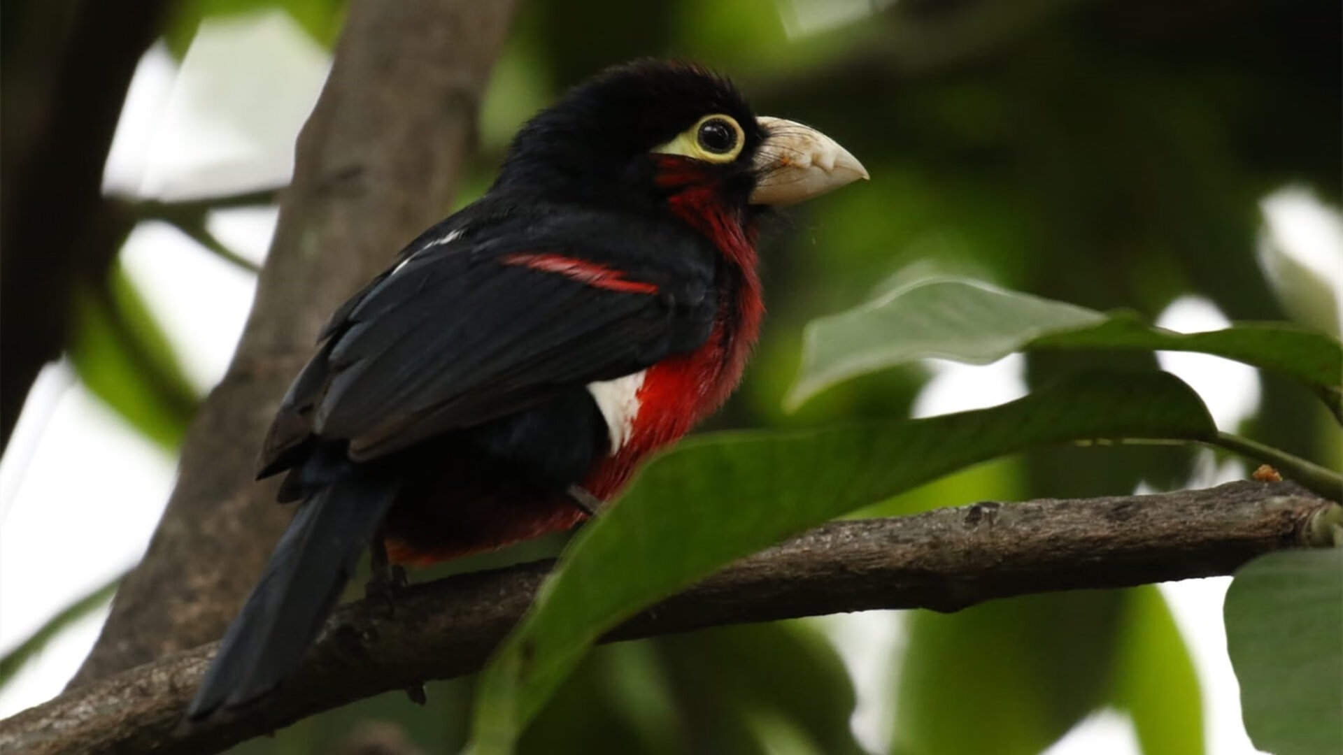 “青少年足球联赛精彩纷呈,吸引众多青少年前来观赛”,青少年足球联赛直播