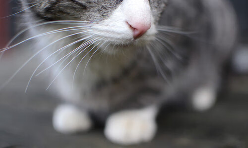 “青训名师授课,提升少年球员专业能力”,青少年篮球培养