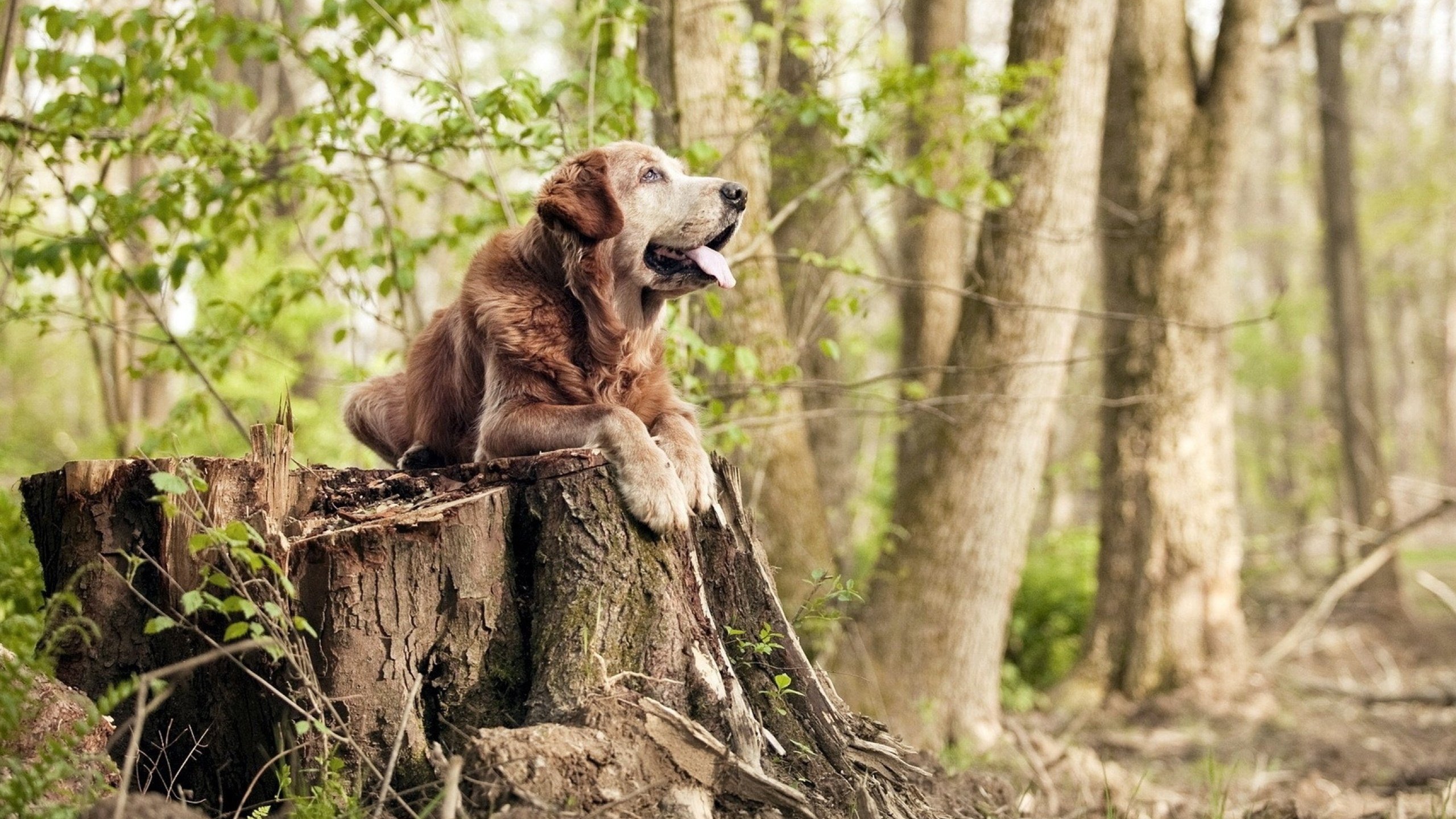 开云官网-东道主出局夜，巴黎陷入沉默，东巴黎在哪里