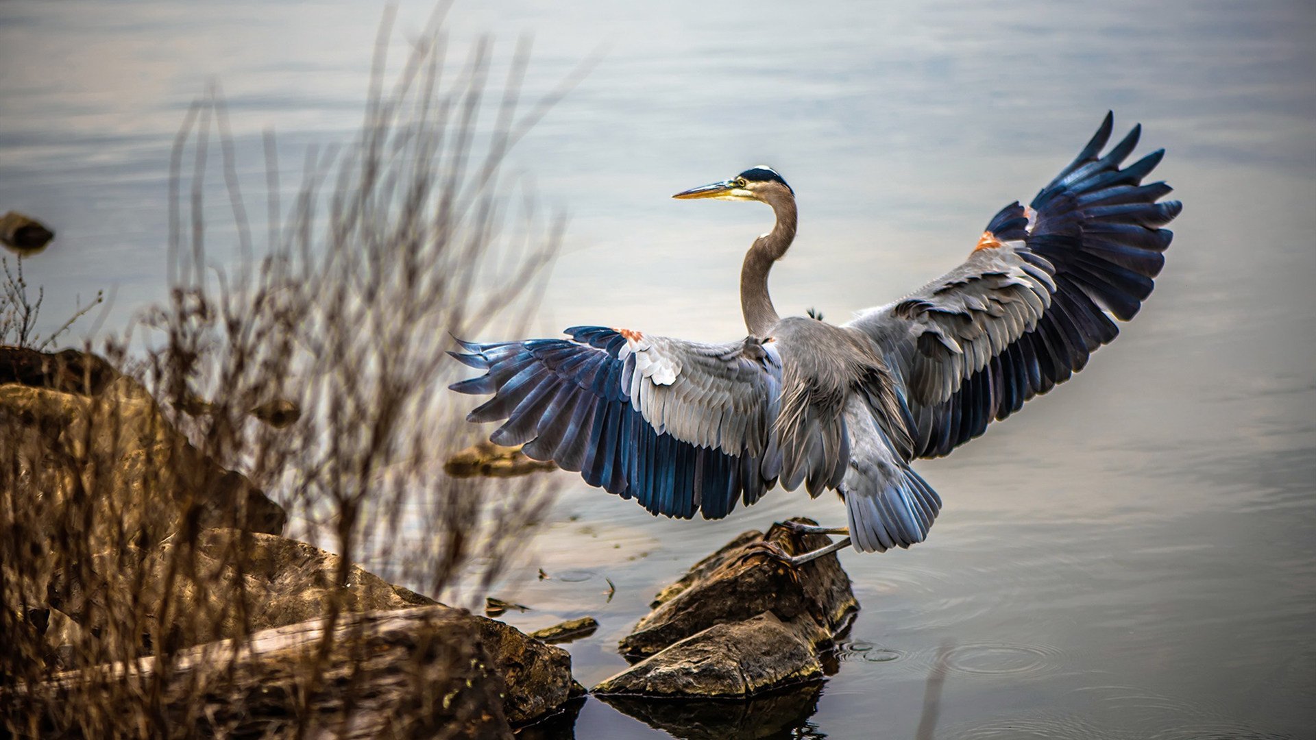 亚特兰大中场核心再次发威，亚特兰大出场阵容