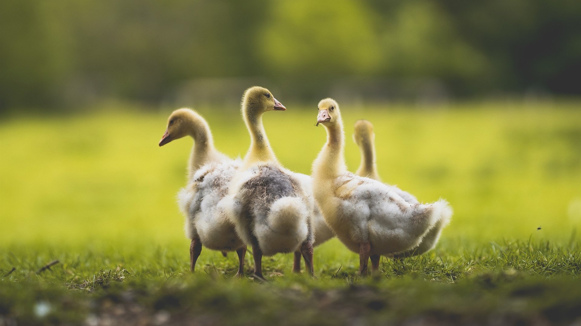 中国跳水队首次包揽全部金牌,中国跳水队拿了几块金牌