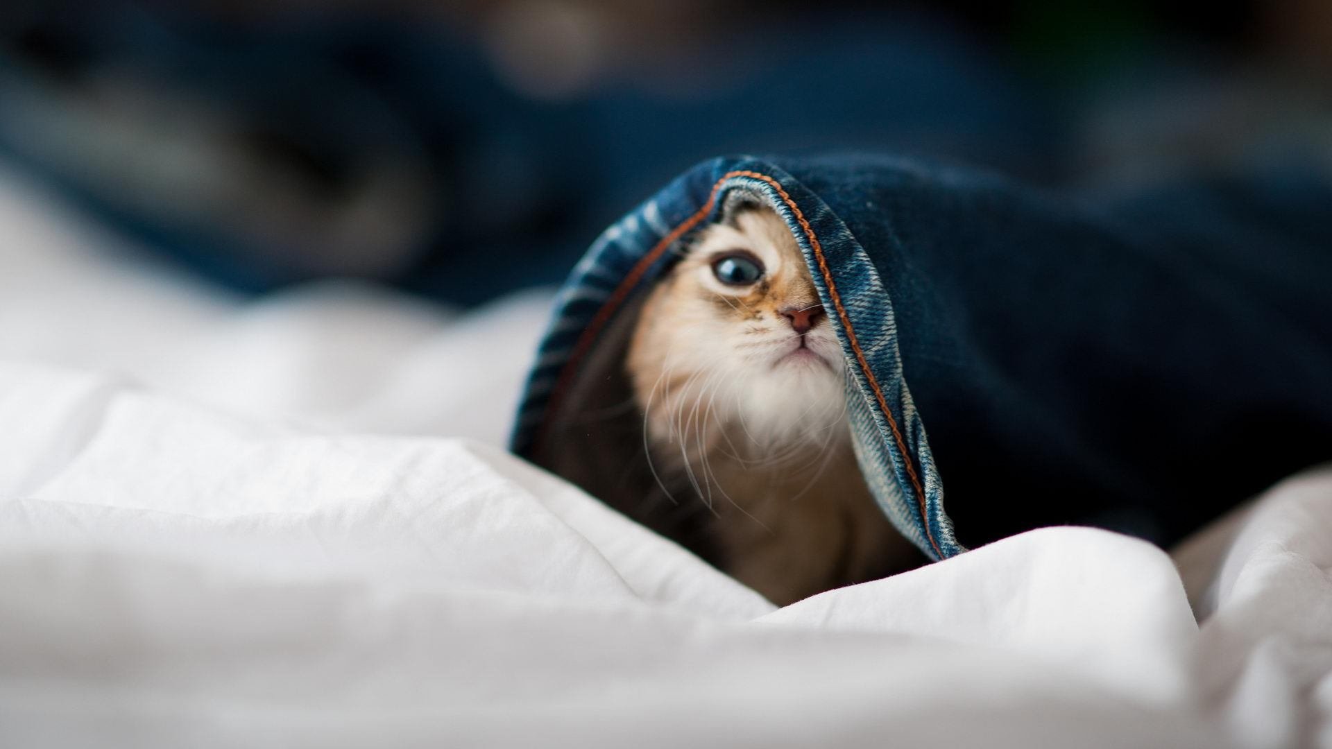 开云网页版-今年联盟三分命中率最高的队伍都有哪些惊喜表现？，联盟三分平均命中率