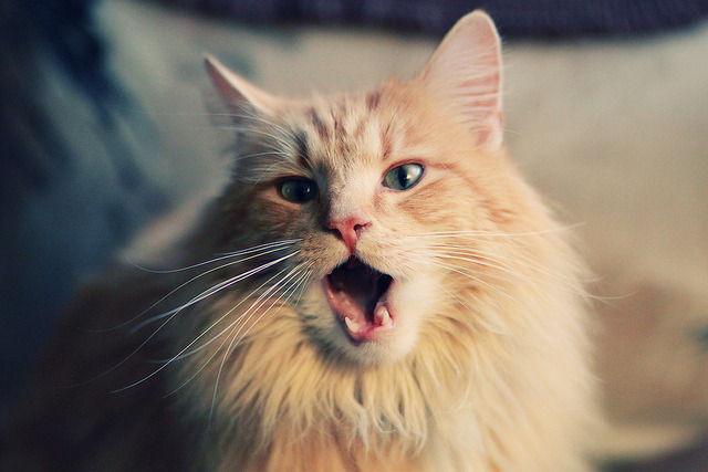 日本马术协会与学校合作，开展马术教育课程，推广马术文化。，日本马术场地惊现恐怖场景