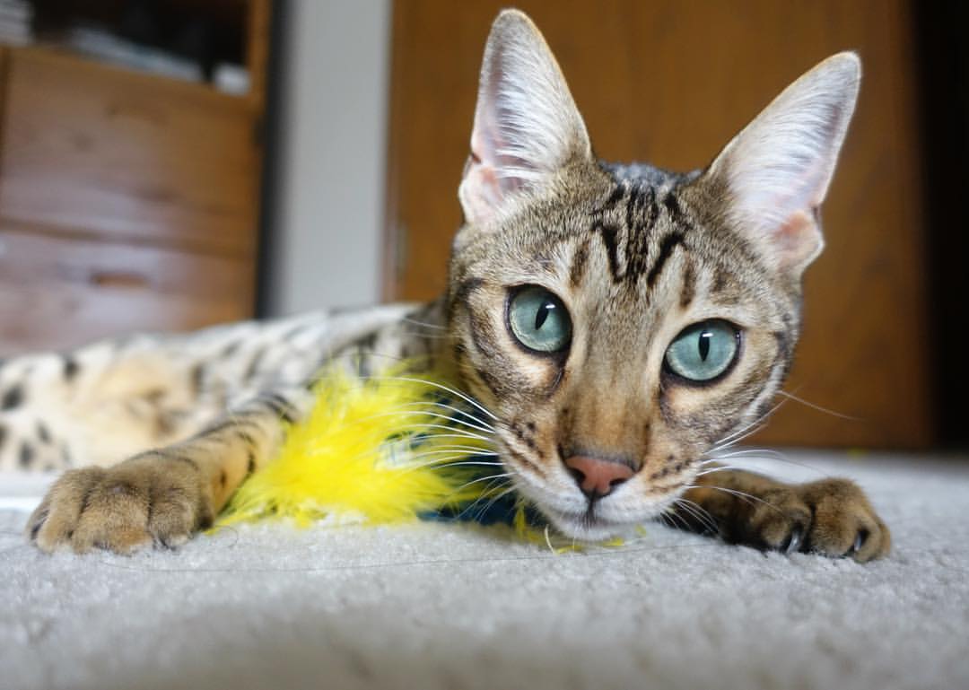 沙滩排球赛,热情阳光与竞技精神的融合,沙滩排球赛果