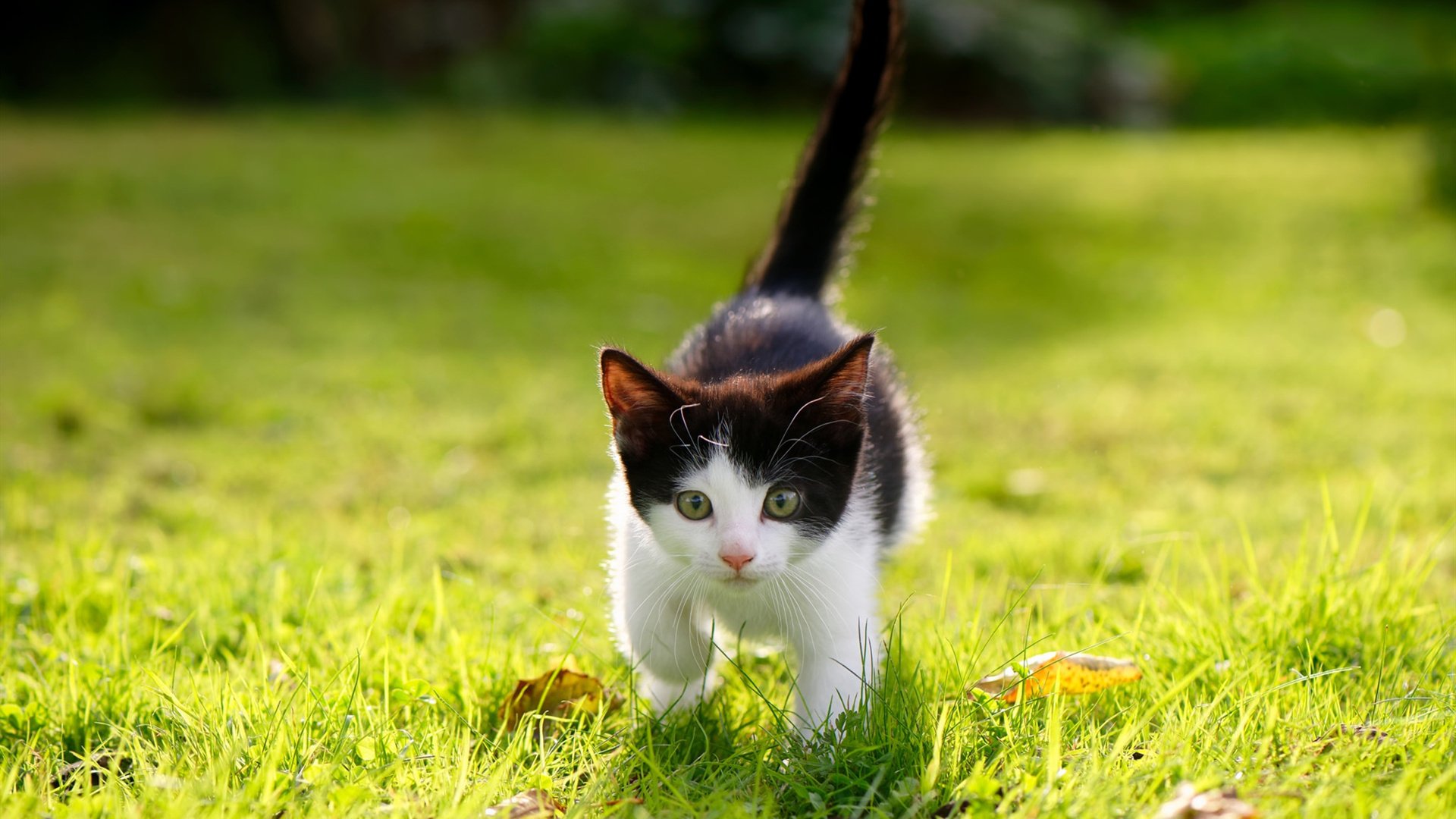 荒野行动国际邀请赛线上预选赛启动，全球玩家争夺名额，荒野行动2021春季赛