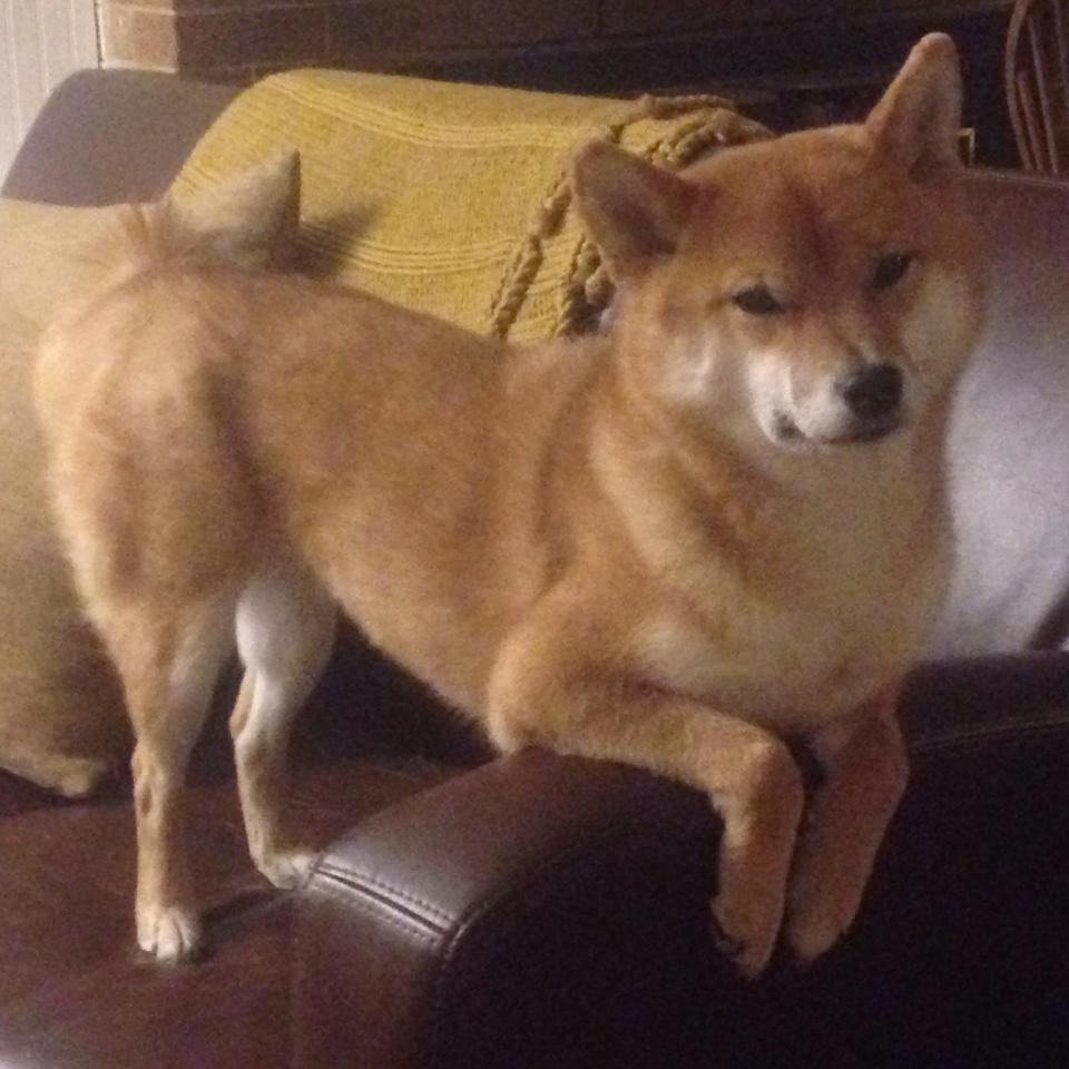 开云体育入口-C9核心选手续约完成