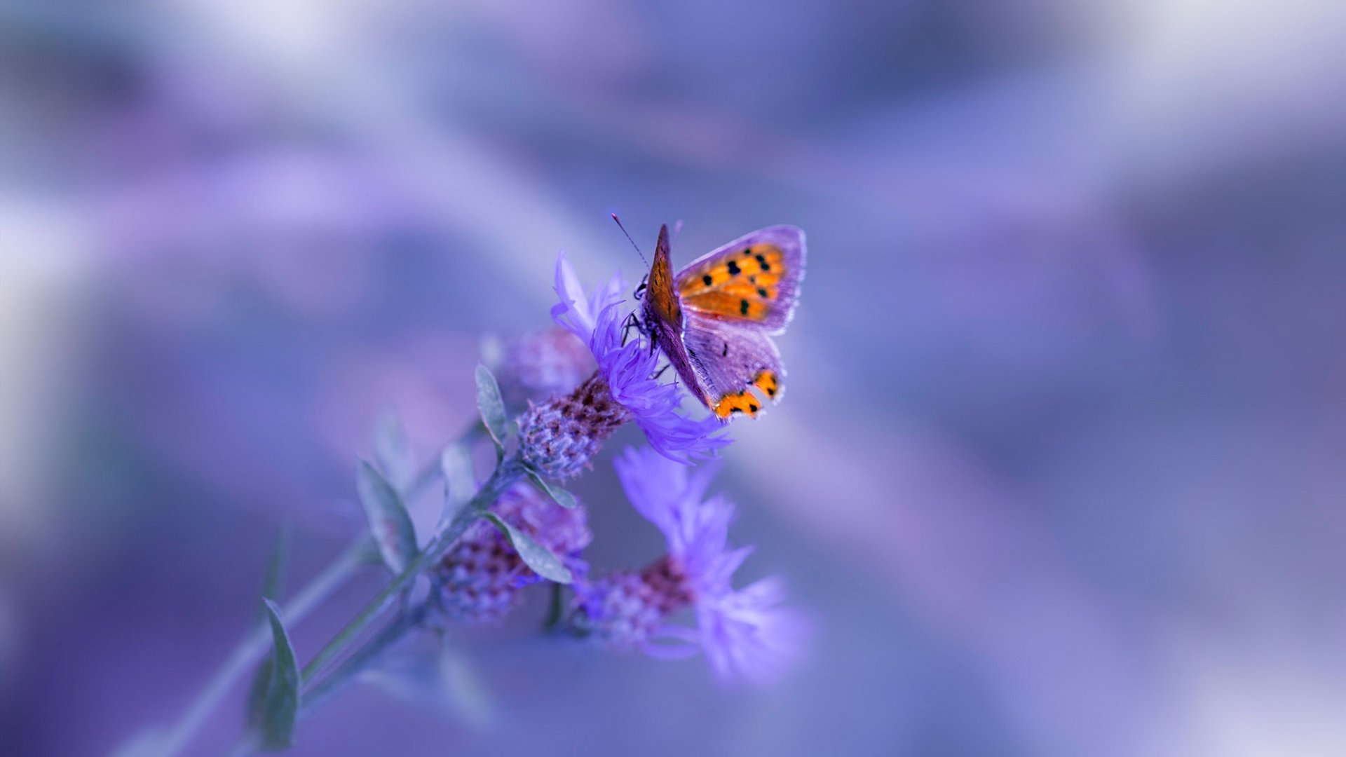 kaiyun.com-中国游泳全国冠军赛，张雨霏斩获四金成最大赢家，游泳冠军张雨霏几块金牌