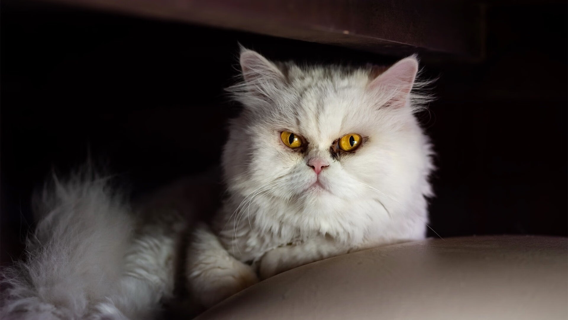 开云体育平台-巴西队在世界杯预选赛中遭遇失利，球迷对球队表现提出质疑，巴西队2022年世界杯前景如何