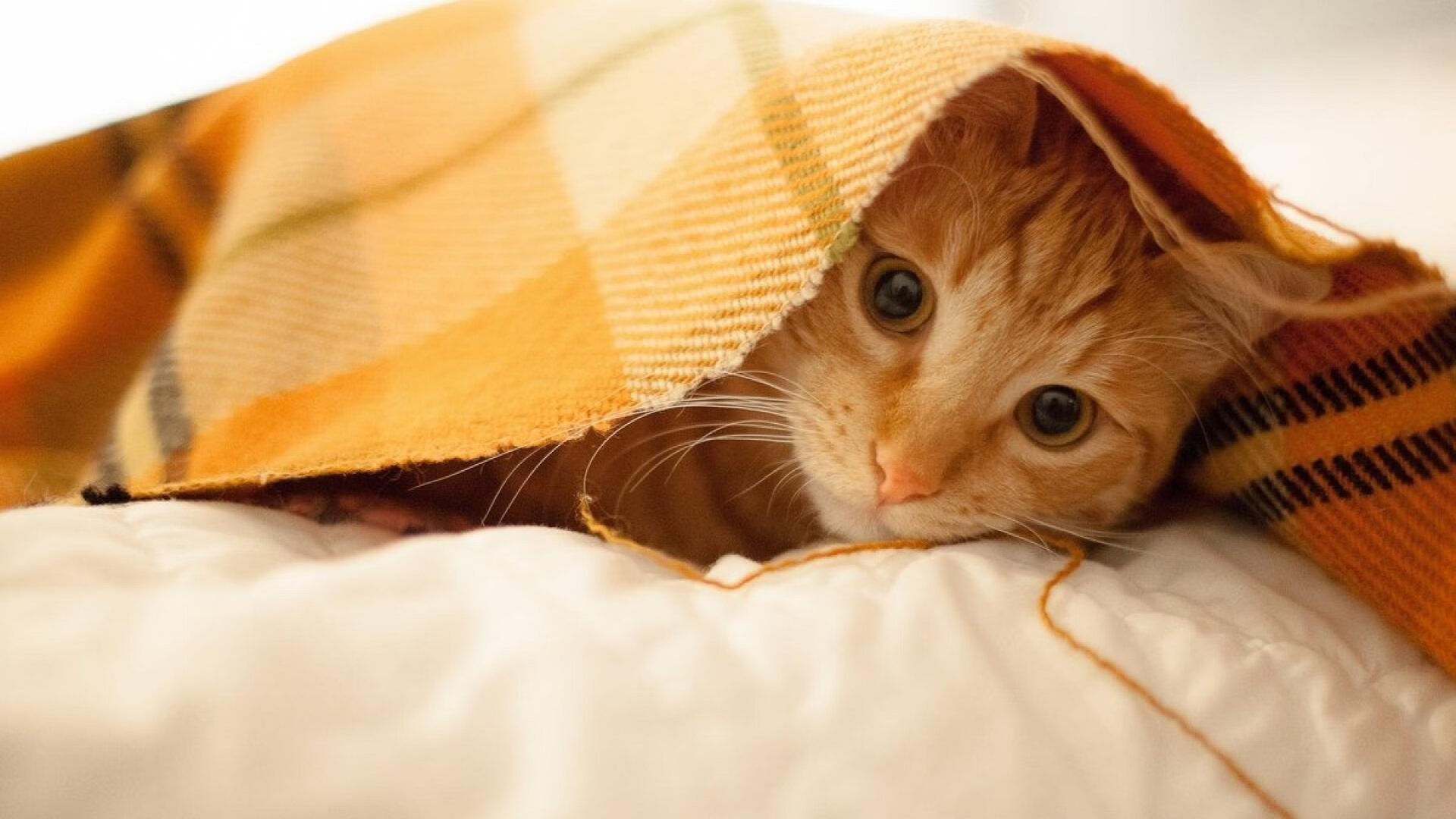 广场舞促进中外文化交流与合作，广场舞弘扬中华文化