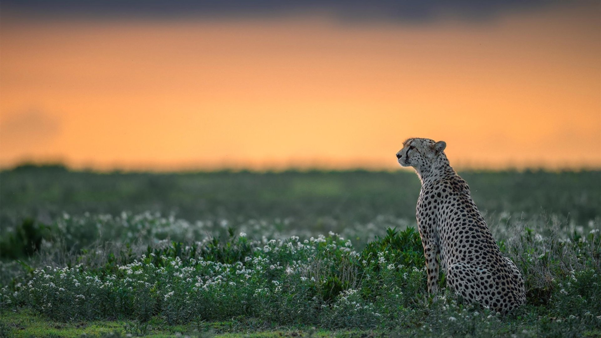 开云品牌-福建豹发力球队防守体系完善，福建豹发力篮球队