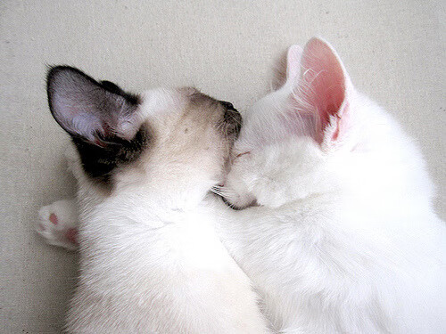 开云注册网址-西班牙锋线效率成冲金关键，西班牙 锋线