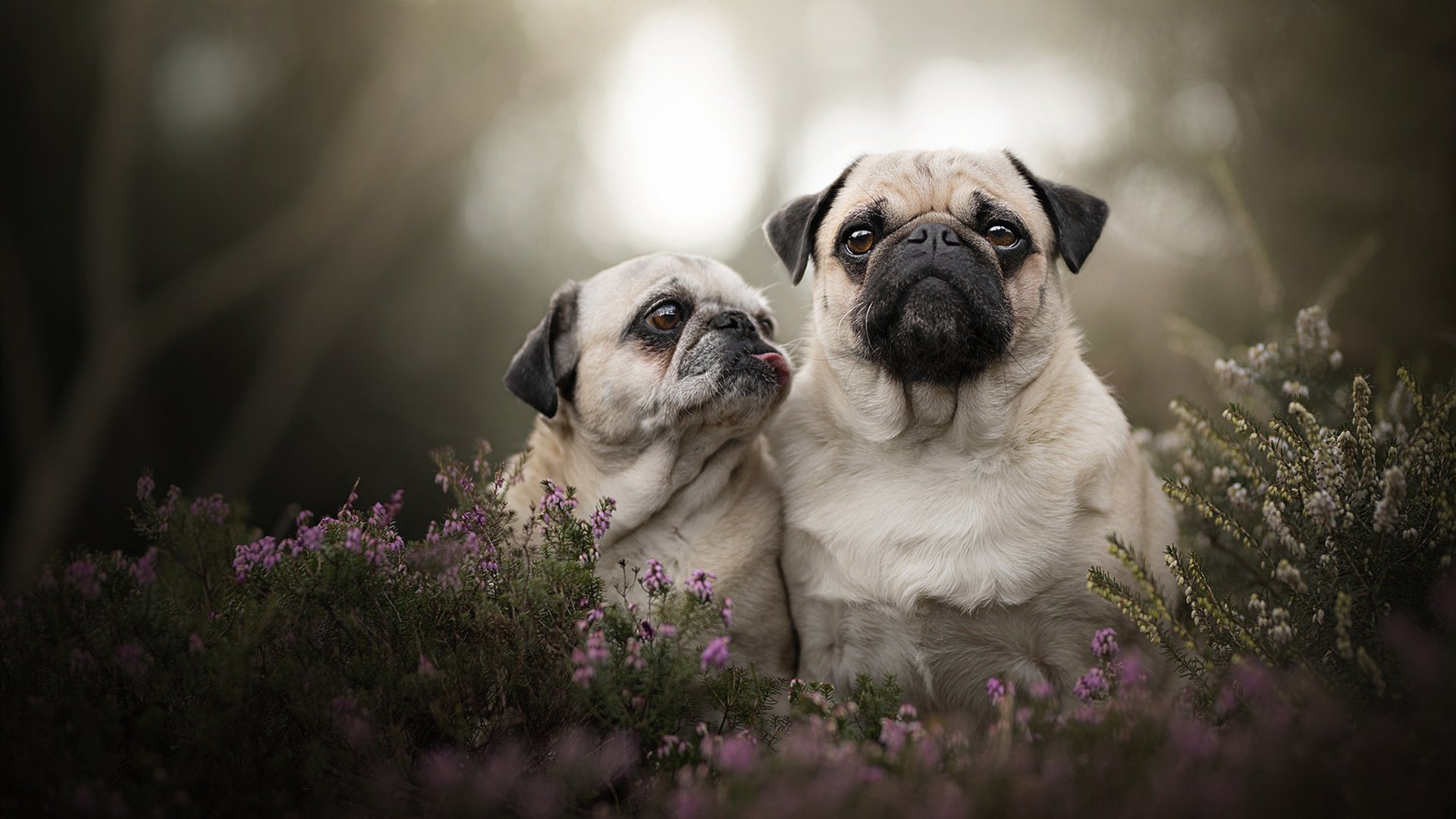 NBA球队核心球员培养计划,nba球队体系