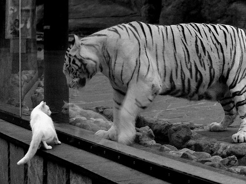 德甲球员赛后视觉疲劳指数对下一场表现的预测作用,视觉疲劳效应