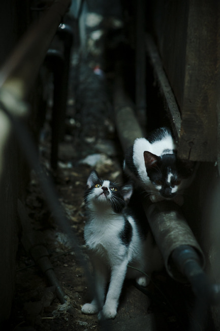 德甲策略多变:变化迎合场上局势!,德甲德甲