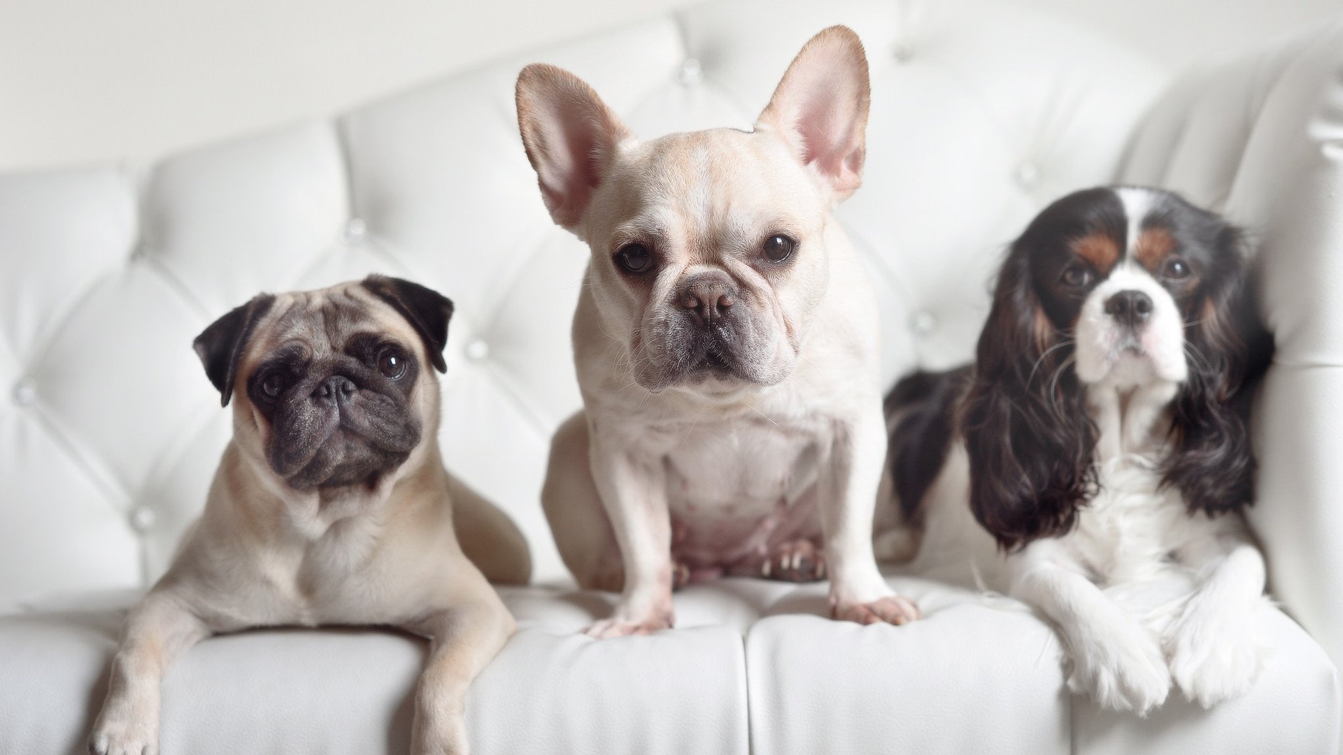 意甲联赛的场馆升级与运营创新，意甲球队球场